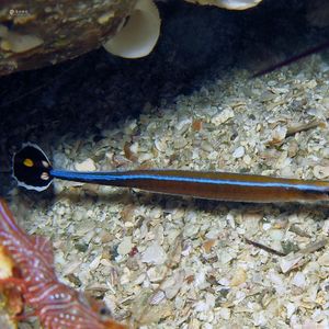 Doryrhamphus japonicus Doryrhamphus japonicus 日本海龙 Japan 日本 Kashiwa Island 柏岛 @LazyDiving.com 潜水时光