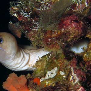 Gymnothorax melatremus 日本 Japan , 柏岛 Kashiwa Island @LazyDiving.com 潜��水时光