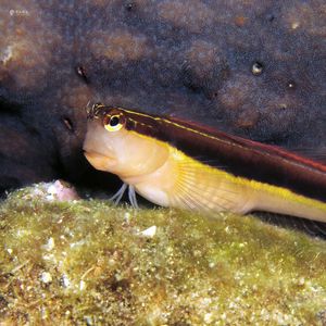 Ecsenius lineatus ��日本 Japan , 柏岛 Kashiwa Island @LazyDiving.com 潜水时光