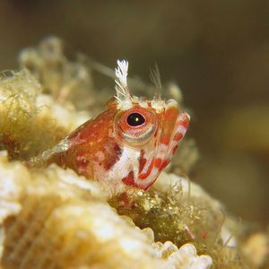 Neoclinus monogrammus 日本 Japan , 柏岛 Kashiwa Island @LazyDiving.com 潜水时光