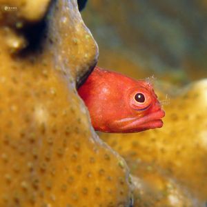 Neoclinus monogrammus 日本 Japan , 柏岛 Kashiwa Island @LazyDiving.com 潜水时光