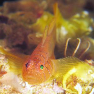 Priolepis 日本 Japan , 柏岛 Kashiwa Island @LazyDiving.com 潜水时光