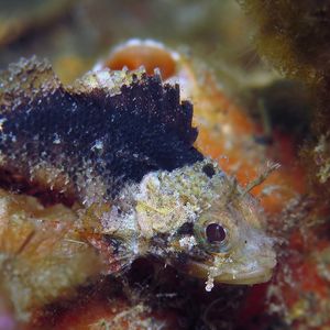 短翅小鲉 Scorpaenodes parvipinnis 海洋生物照片 | 潜水时光 Lazydiving
