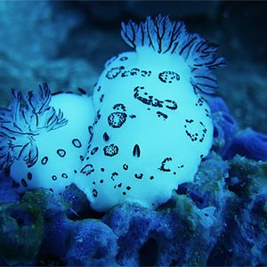 Jorunna funebris 泰国 Thailand , 龟岛 Koh Tao @LazyDiving.com 潜水时光