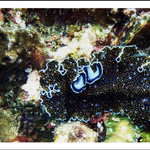 Acanthozoon alderi 泰国 Thailand , 龟岛 Koh Tao @LazyDiving.com 潜水时光