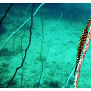 Tozeuma armatum 泰国 Thailand , 龟岛 Koh Tao @LazyDiving.com 潜水时光