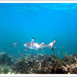 Carcharhinus melanopterus Carcharhinus melanopterus 乌翅真鲨 Thailand 泰国 Koh Tao 龟岛 @LazyDiving.com 潜水时光