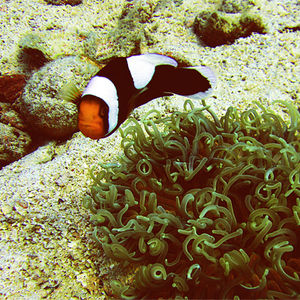 Amphiprion polymnus Amphiprion polymnus 鞍斑双锯鱼 Thailand 泰国 Koh Tao 龟岛 @LazyDiving.com 潜水时光