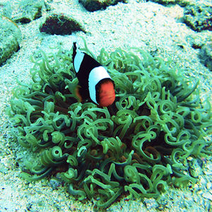 Amphiprion polymnus Amphiprion polymnus 鞍斑双锯鱼 Thailand 泰国 Koh Tao 龟岛 @LazyDiving.com 潜水时光