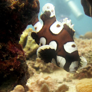 Plectorhinchus chaetodonoides Plectorhinchus chaetodonoides 厚唇石鲈 Thailand 泰国 Koh Tao 龟岛 @LazyDiving.com 潜水时光