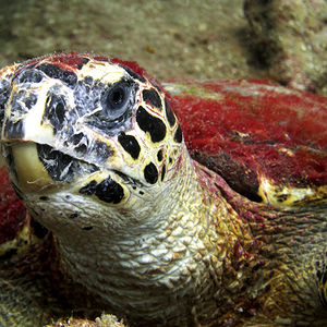 Eretmochelys imbricata 泰国 Thailand , 龟岛 Koh Tao @LazyDiving.com 潜水时光