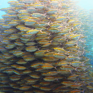 Caesio caerulaurea Caesio caerulaurea 褐梅鲷 Thailand 泰国 Koh Tao 龟岛 @LazyDiving.com 潜水时光