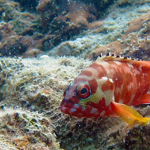 Epinephelus fasciatus 泰国 Thailand , 龟岛 Koh Tao @LazyDiving.com 潜水时光