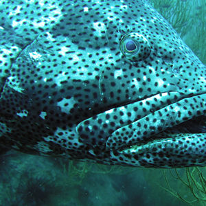 Epinephelus malabaricus 泰国 Thailand , 龟岛 Koh Tao @LazyDiving.com 潜水时光