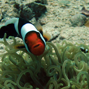 Amphiprion polymnus 泰国 Thailand , 龟岛 Koh Tao @LazyDiving.com 潜水时光