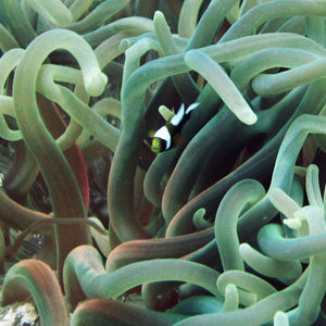 Amphiprion polymnus Amphiprion polymnus 鞍斑双锯鱼 Thailand 泰国 Koh Tao 龟岛 @LazyDiving.com 潜水时光