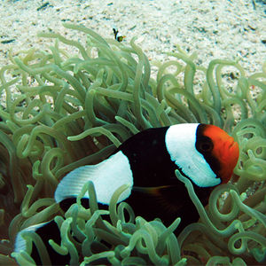 Amphiprion polymnus Amphiprion polymnus 鞍斑双锯鱼 Thailand 泰国 Koh Tao 龟岛 @LazyDiving.com 潜水时光