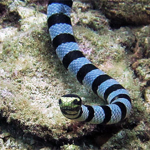 Laticauda colubrina 泰国 Thailand , 龟岛 Koh Tao @LazyDiving.com 潜水时光