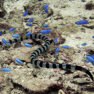 Laticauda colubrina Laticauda colubrina 蓝灰扁尾海蛇 Thailand 泰国 Koh Tao 龟岛 @LazyDiving.com 潜水时光