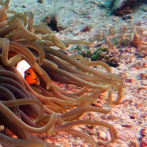 Amphiprion polymnus 泰国 Thailand , 龟岛 Koh Tao @LazyDiving.com 潜水时光