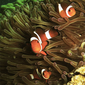 Amphiprion ocellaris 马来西亚 Malaysia , 刁曼岛 Tioman @LazyDiving.com 潜水时光