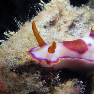 Hypselodoris iba Hypselodoris iba 多彩海蛞蝓 Malaysia 马来西亚 Tioman 刁曼岛 @LazyDiving.com 潜水时光