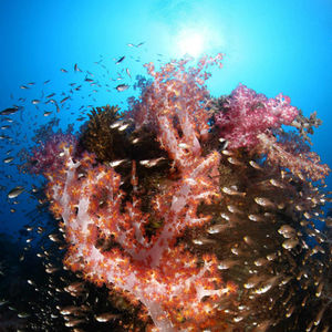 Dendronephthya hemprichi Dendronephthya hemprichi 海鸡冠软珊瑚 Malaysia 马来西亚 Tioman 刁曼岛 @LazyDiving.com 潜水时光