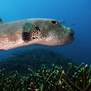 Arothron stellatus 马来西亚 Malaysia , 刁曼岛 Tioman @LazyDiving.com 潜水时光