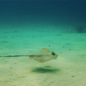 Taeniura lymma Taeniura lymma 蓝点鳐 Malaysia 马来西亚 Tioman 刁曼岛 @LazyDiving.com 潜水时光