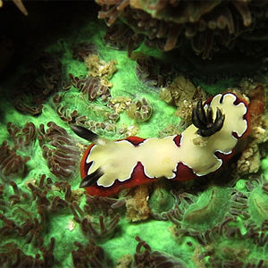 Goniobranchus fidelis Goniobranchus fidelis 信实多彩海蛞蝓 Thailand 泰国 Koh Tao 龟岛 @LazyDiving.com 潜水时光