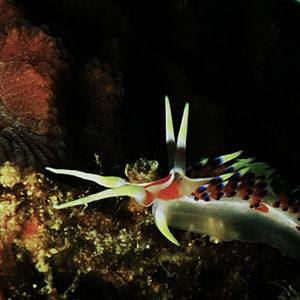 Caloria indica Caloria indica 印度灰翼海蛞蝓 Thailand 泰国 Koh Tao 龟岛 @LazyDiving.com 潜水时光