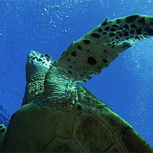 Eretmochelys imbricata Eretmochelys imbricata 玳瑁 Thailand 泰国 Koh Tao 龟岛 @LazyDiving.com 潜水时光