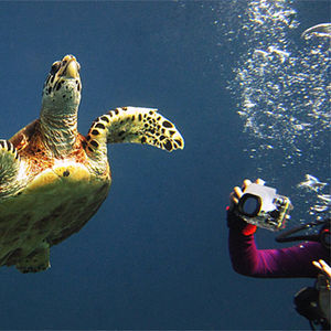 Eretmochelys imbricata 泰国 Thailand , 龟岛 Koh Tao @LazyDiving.com 潜水时光