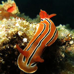 Chromodoris colemani Chromodoris colemani 科立曼多彩海蛞蝓 Malaysia 马来西亚 Tioman 刁曼岛 @LazyDiving.com 潜水时光