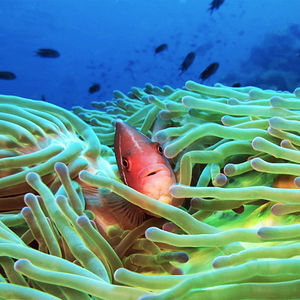 Amphiprion perideraion Amphiprion perideraion 粉红小丑鱼 Thailand 泰国 Koh Tao 龟岛 @LazyDiving.com 潜水时光