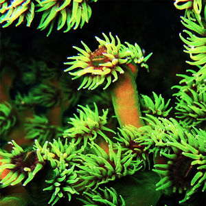 Tubastraea micranthus Tubastraea micranthus 黑管星珊瑚 Thailand 泰国 Koh Tao 龟岛 @LazyDiving.com 潜水时光