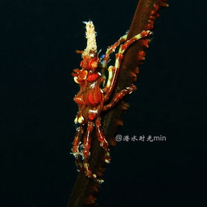 Xenocarcinus tuberculatus 马来西亚 Malaysia , 刁曼岛 Tioman @LazyDiving.com 潜水时光