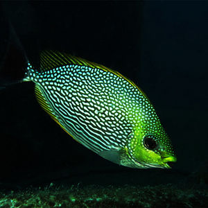 Siganus javus Siganus javus 爪哇篮子鱼 Thailand 泰国 Koh Tao 龟岛 @LazyDiving.com 潜水时光