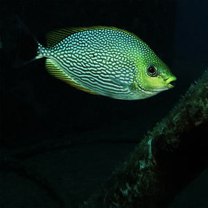 Siganus javus 泰国 Thailand , 龟岛 Koh Tao @LazyDiving.com 潜水时光