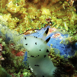 Jorunna funebris Jorunna funebris 烙印盘海蛞蝓 Thailand 泰国 Koh Tao 龟岛 @LazyDiving.com 潜水时光