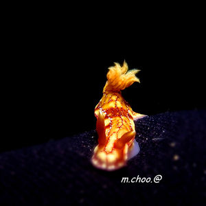 Hypselodoris krakatoa 马来西亚 Malaysia , 刁曼岛 Tioman @LazyDiving.com 潜水时光