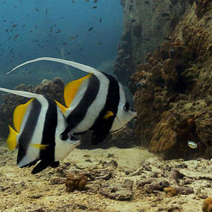 Heniochus acuminatus 泰国 Thailand , 龟岛 Koh Tao @LazyDiving.com 潜水时光