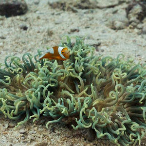 Amphiprion polymnus Amphiprion polymnus 鞍斑双锯鱼 Thailand 泰国 Koh Tao 龟岛 @LazyDiving.com 潜水时光