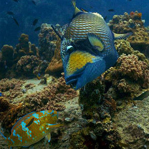 Balistoides viridescens 泰国 Thailand , 龟岛 Koh Tao @LazyDiving.com 潜水时光