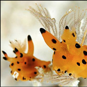 Thecacera Thecacera 马来西亚 Malaysia , 诗巴丹 Sipadan @LazyDiving.com 潜水时光