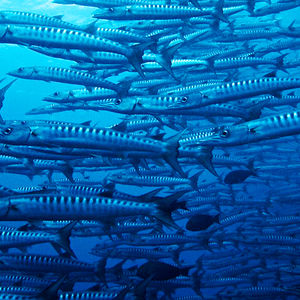 Sphyraena barracuda 马来西亚 Malaysia , 诗巴丹 Sipadan @LazyDiving.com 潜水时光