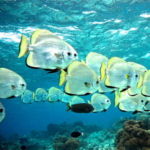 Platax boersii Platax boersii 马来西亚 Malaysia , 诗巴丹 Sipadan @LazyDiving.com 潜水时光