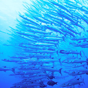 Sphyraena barracuda 马来西��亚 Malaysia , 诗巴丹 Sipadan @LazyDiving.com 潜水时光