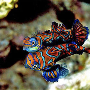 Synchiropus splendidus 马来西亚 Malaysia , 诗巴丹 Sipadan @LazyDiving.com 潜水时光