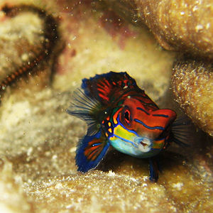 Synchiropus splendidus 马来西亚 Malaysia , 诗巴丹 Sipadan @LazyDiving.com 潜水时光